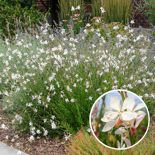 Gaura lindheimeri Whirling Butterflies