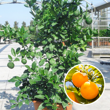 Gelben Mandarinenbaum Gelben Mandarinenbaum
