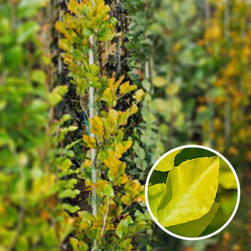 Gele Zuilbeuk Gele Zuilbeuk