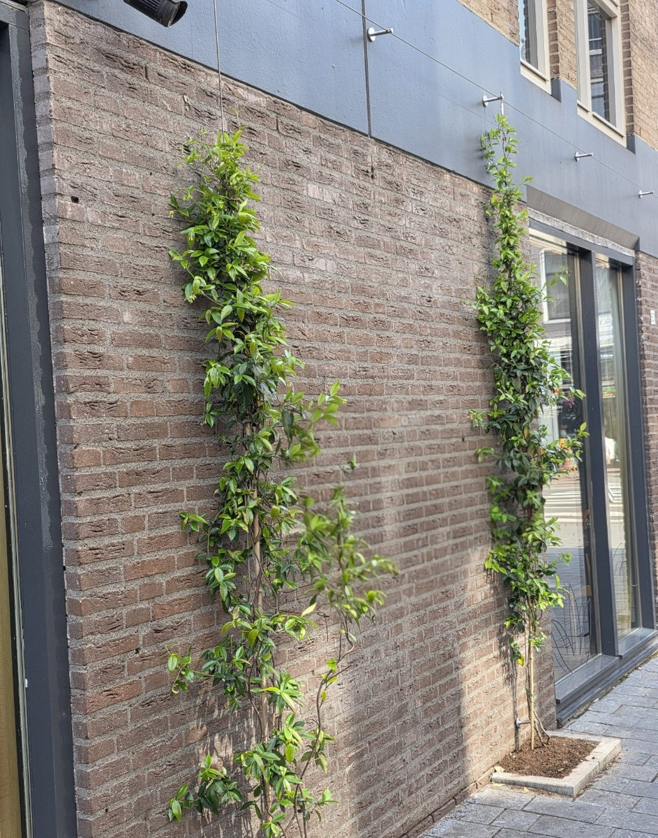 Klimplanten geleider