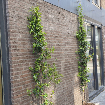 Klimplanten geleider Klimplanten geleider