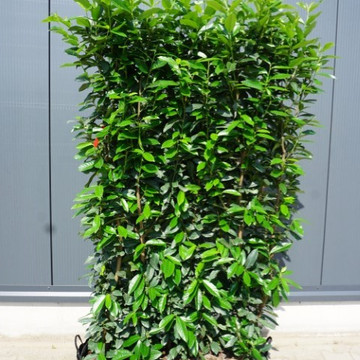 kirschlorbeer genolia
 kirschlorbeer genolia