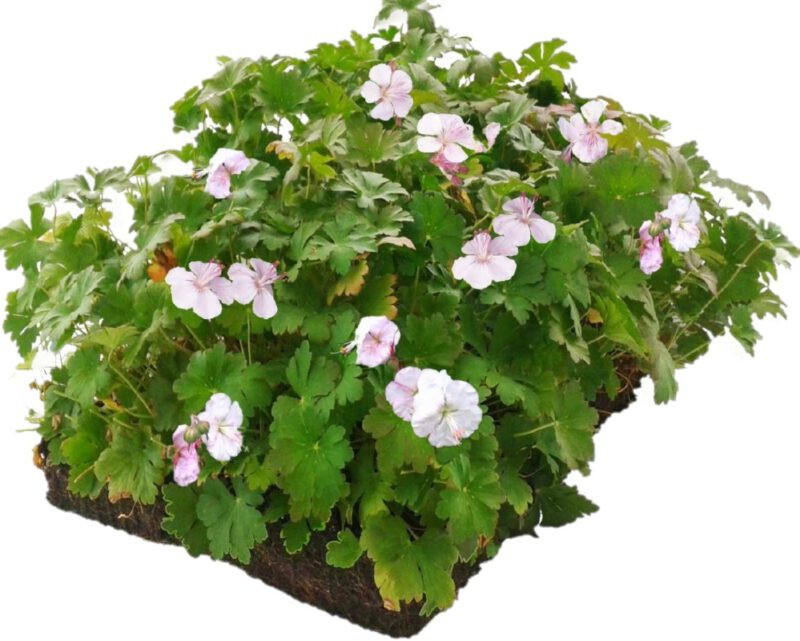 Geranium Biokovo matten