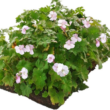 Geranium Biokovo matten Geranium Biokovo matten