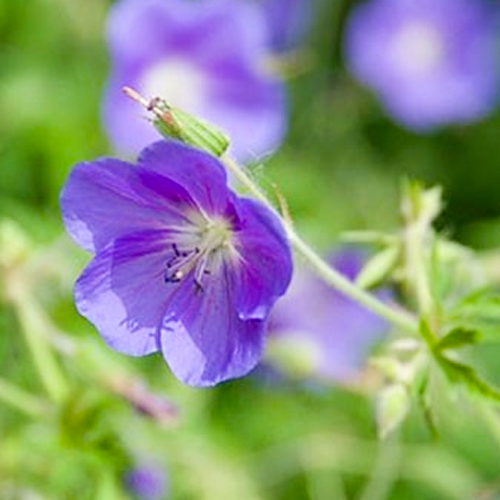Ooievaarsbek vaste plant