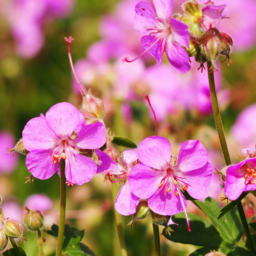 Geranium Cambridge