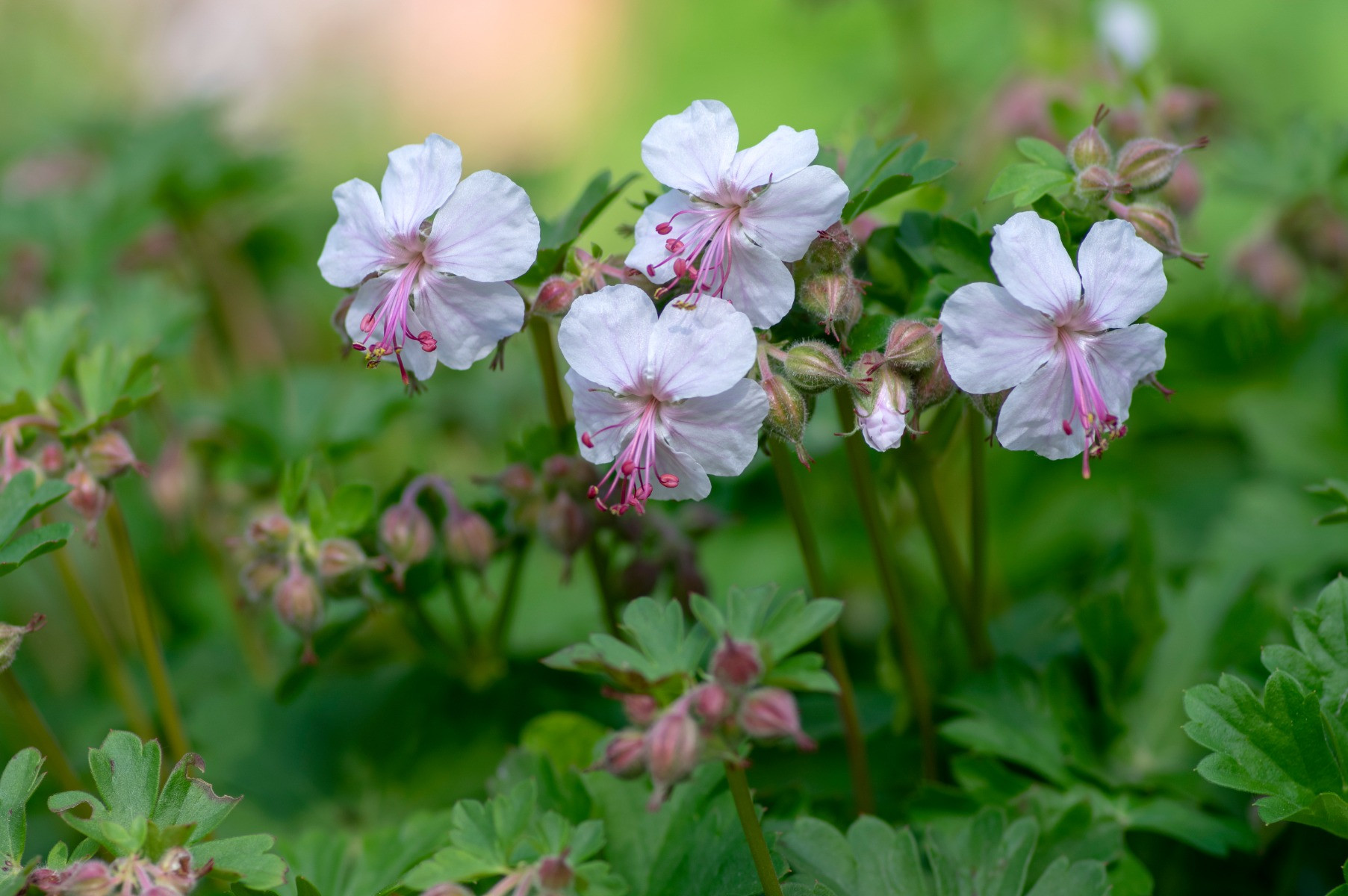 Geranium cantabrigiense ‘Biokovo’