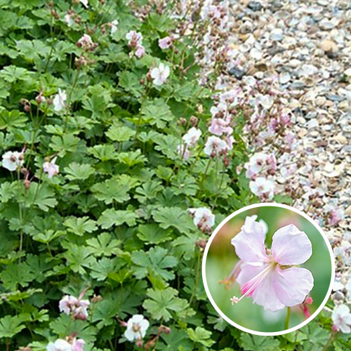 Geranium cantabrigiense ‘Biokovo’