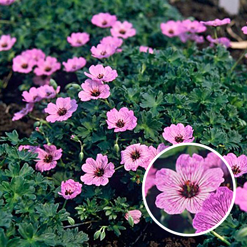 Geranium cinereum Ballerina