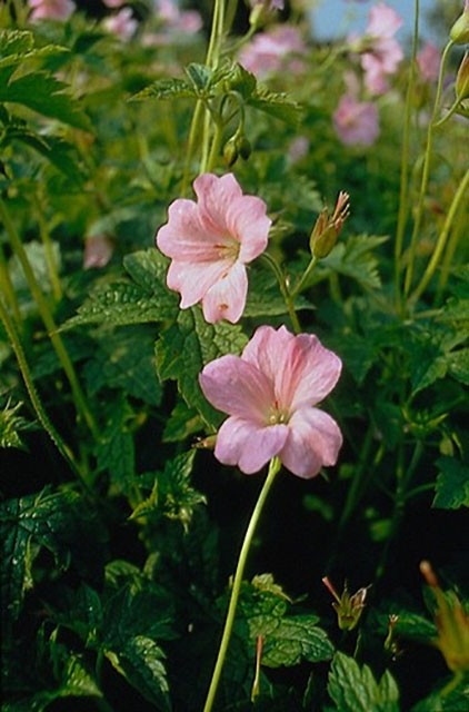 Geranium Endressii