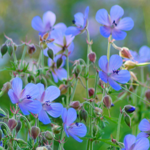 Geranium Johnson's Blue