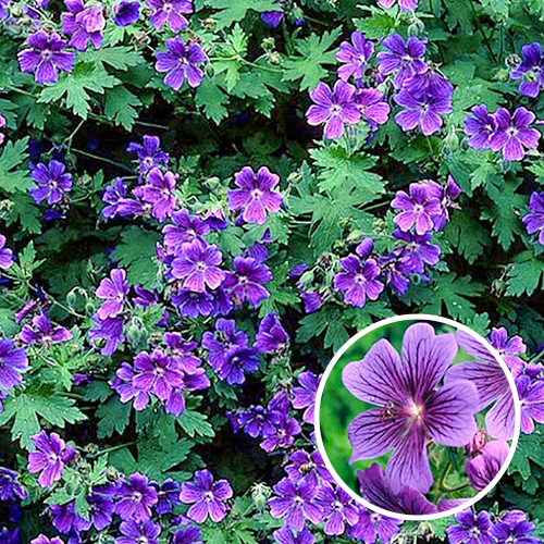 Geranium Magnificum