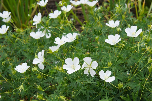 Geranium sanguinem Album ~ Staudenpaket Romantisch