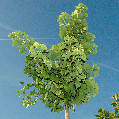 Ginkgo Biloba