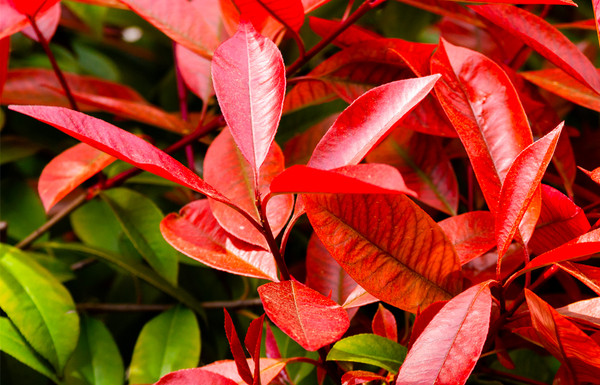 philodendron temperatur im winter Philodendron grandipes – Foliage Factory main image 1