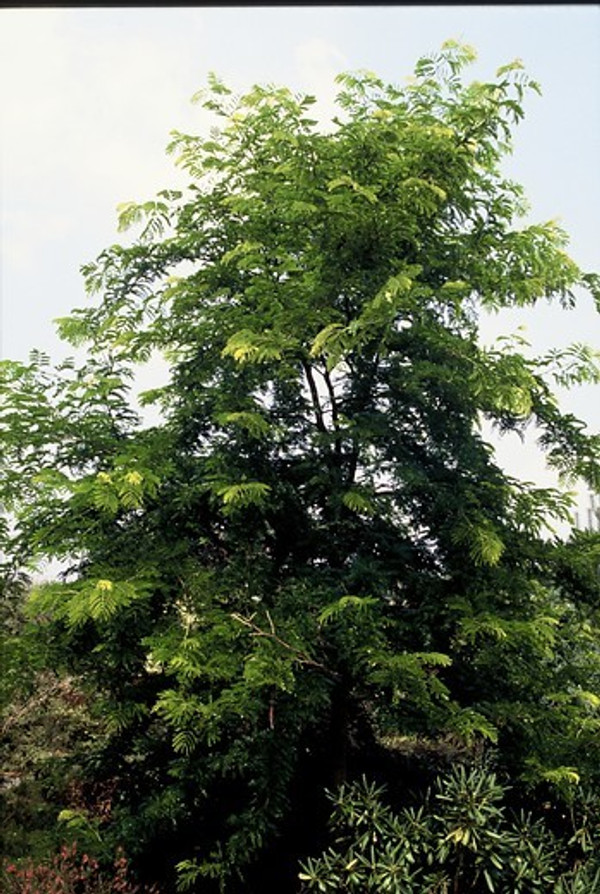 Gleditsia Triacanthos Inermis

