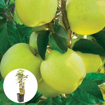 Gele handappel Golden Delicious Patiofruit Gele handappel Golden Delicious Patiofruit