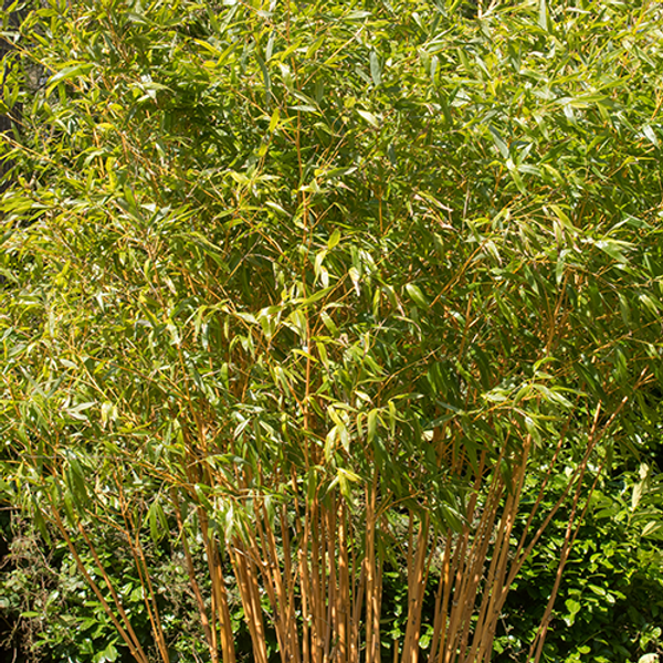 Goldrohrbambus | Bambusa phyllostachys Aurea | Aus unserer eigenen  Grtnerei!