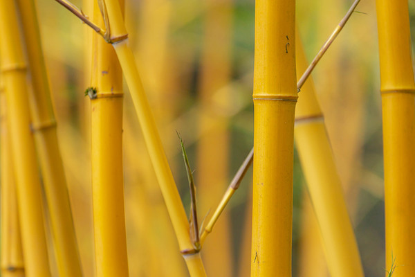 Goldrohrbambus | Bambusa phyllostachys Aurea | Aus unserer eigenen  Grtnerei!