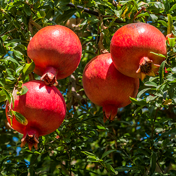 Granatapfel  Granatapfel