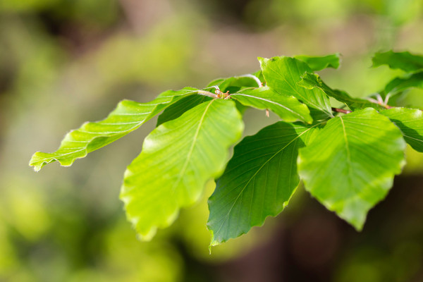 Fagus Sylvatica 