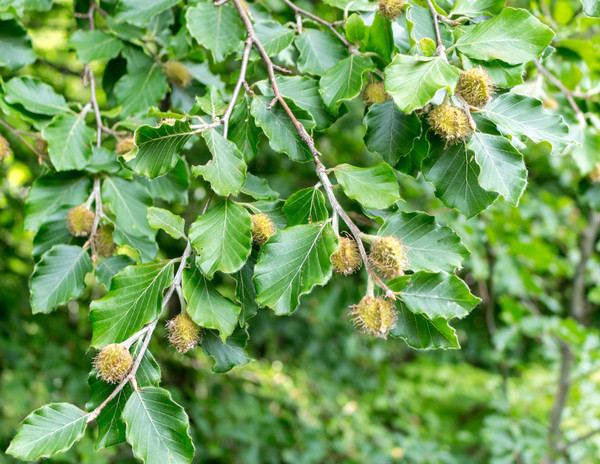 Rotbuche Baum