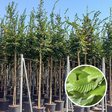 Hainbuche hochstamm
 Hainbuche hochstamm