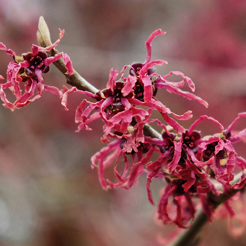 Hamamelis Amethyst 40-50 cm