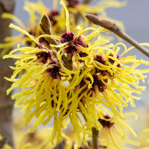 Toverhazelaar Promise C10