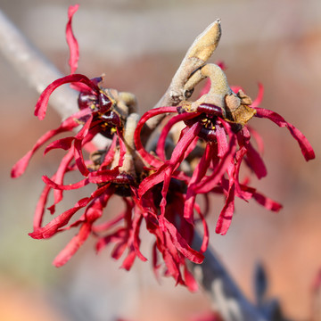 Hamamelis Diane Hamamelis Diane