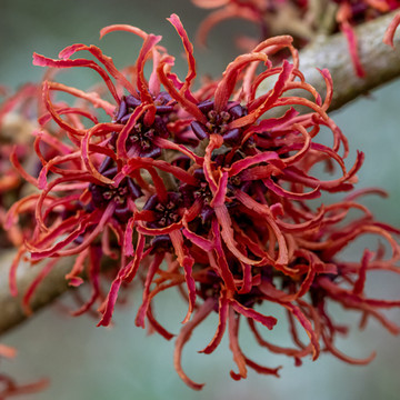 Hamamelis Rubin Hamamelis Rubin