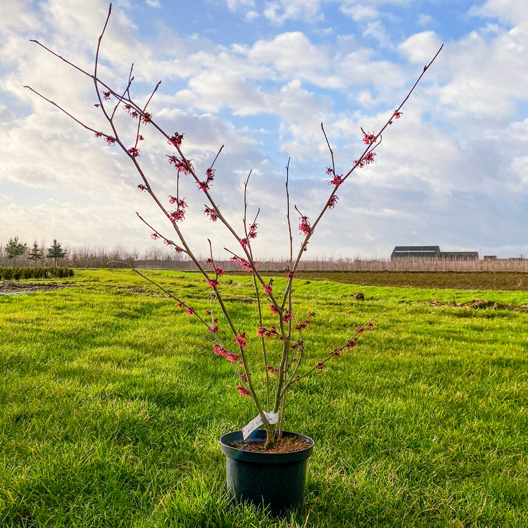 Hamamelis Ruby Glow