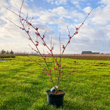 Hamamelis Ruby Glow Hamamelis Ruby Glow