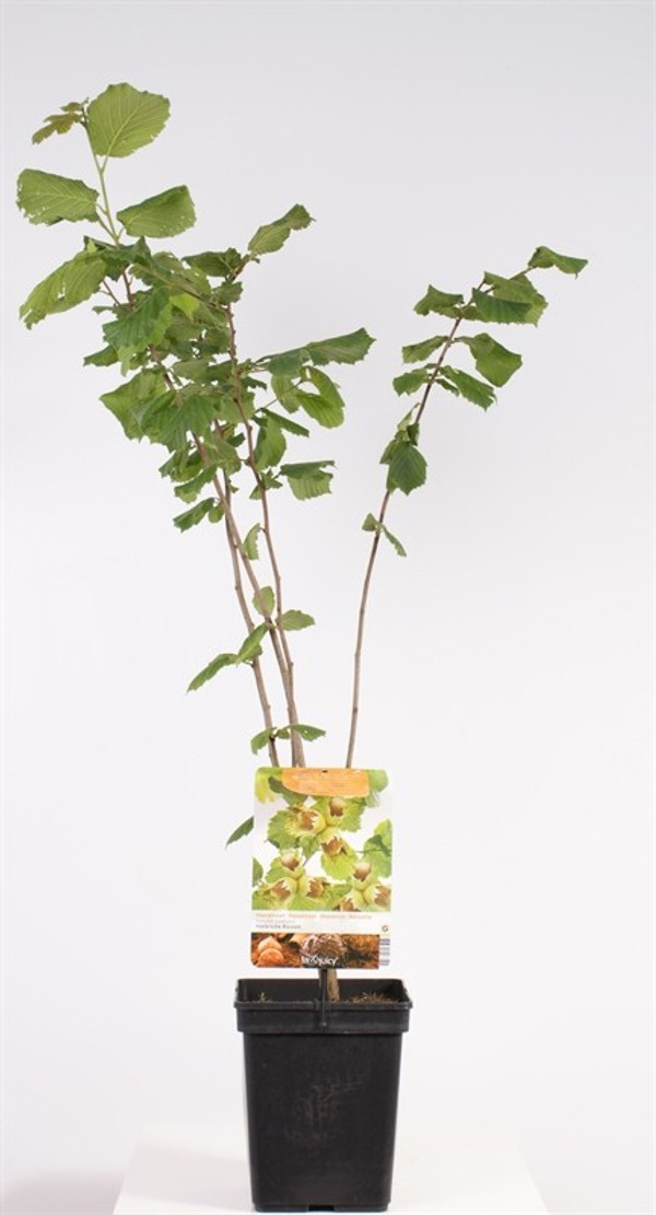 künstlicher bonsai ahorn Künstlicher Japanischer Ahorn - Ottilie | 210 cm