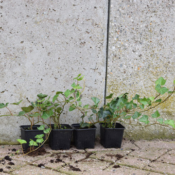Hedera 30-50 Hedera 30-50