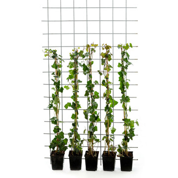 Hedera 80-100 Hedera 80-100