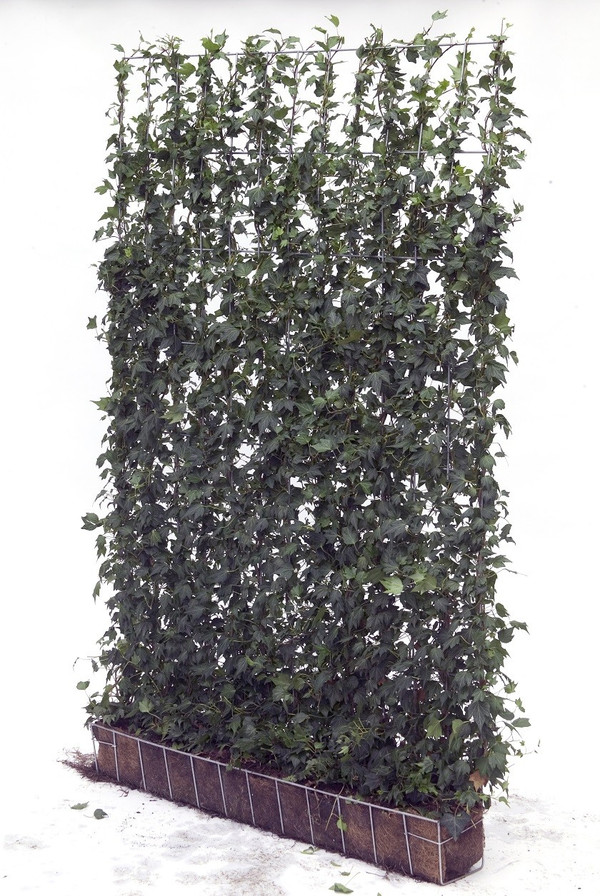 kirschlorbeer als baum ziehen Kirschlorbeer als Spalier kaufen | Prunus laurocerasus 'Caucasica' main image 0