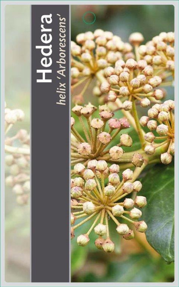 Hedera helix 'Arborescens' 30-35
