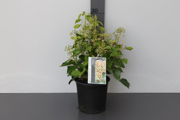 Hedera helix 'Arborescens' 30-35
