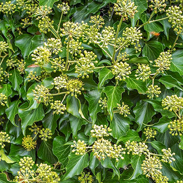Hedera helix 'Arborescens' Hedera helix 'Arborescens'