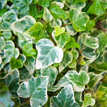 Hedera helix Glacier Hedera helix Glacier