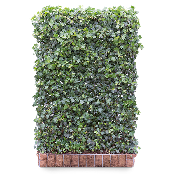 Efeu Green Ripple Fertighecke | Hedera Hecke | Baumschuleonline.de