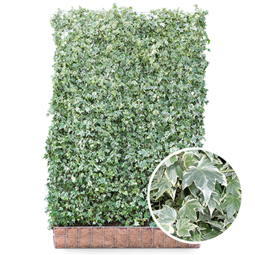 Hedera helix White Ripple
 Hedera helix White Ripple