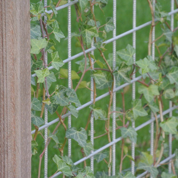 Irischer Efeu kaufen | Hedera Hibernica | Baumschuleonline