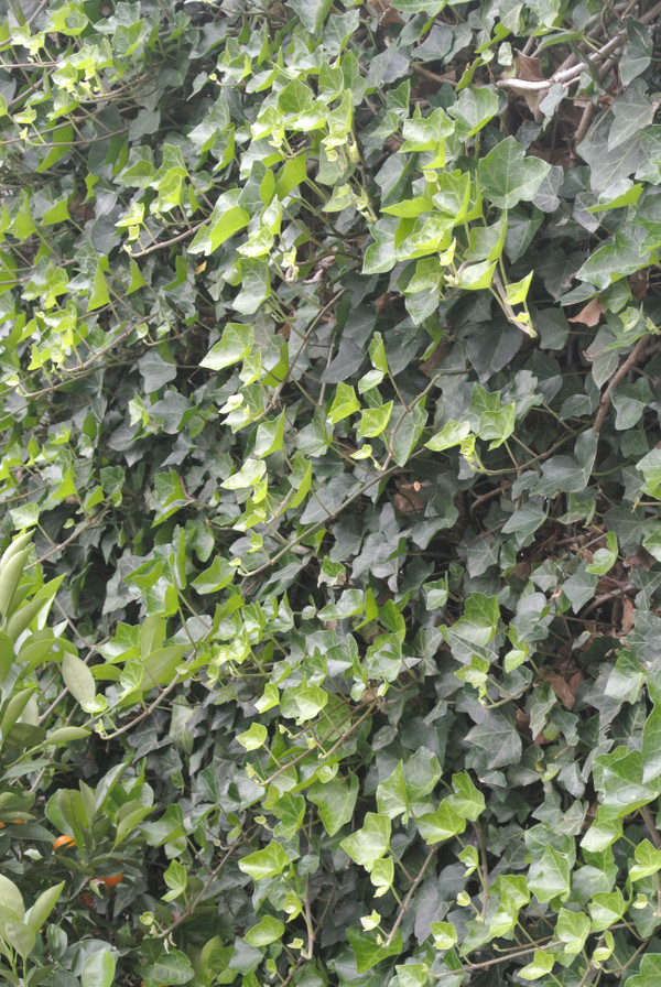 Irischer Efeu kaufen | Hedera Hibernica | Baumschuleonline