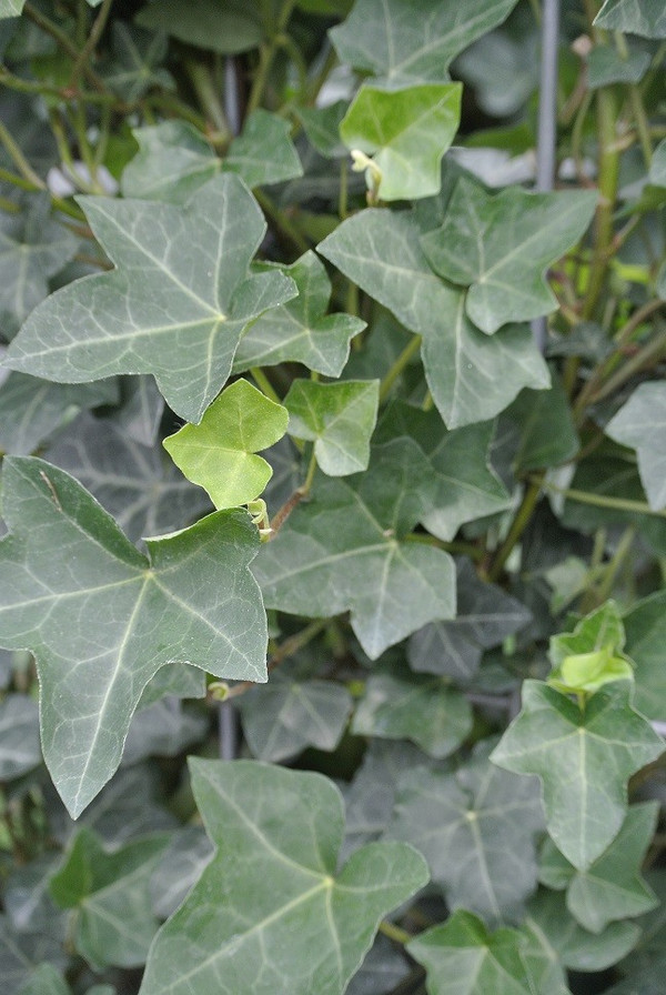 Irischer Efeu Fertighecke | Hedera |