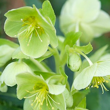 Helleborus argutifolius Helleborus argutifolius