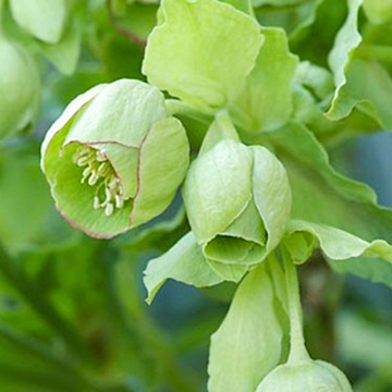 Helleborus Foetidus Helleborus Foetidus
