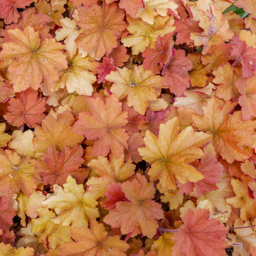 Heuchera Caramel