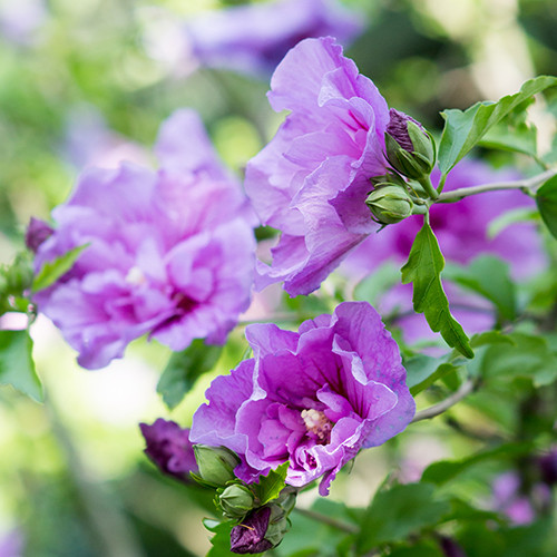 Hibiscus Lavender Chiffon